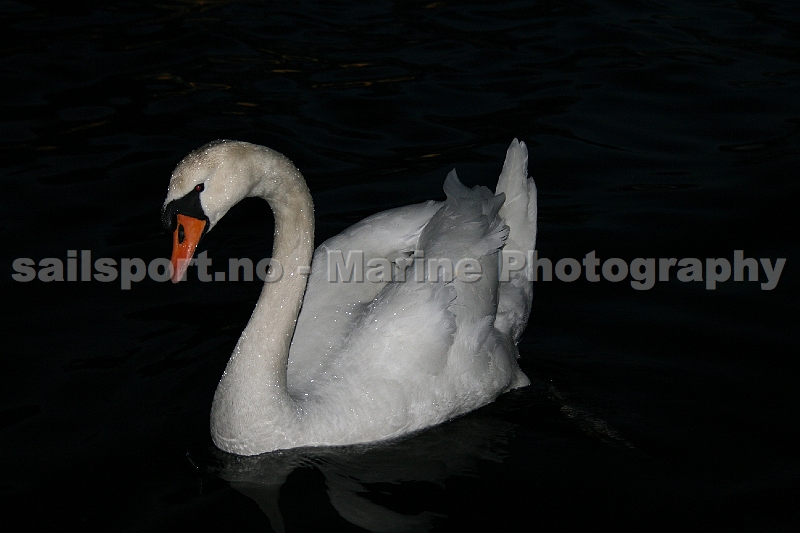Swan_1.jpg