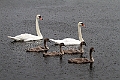Swan_family_1