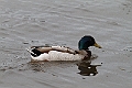 duck_1