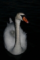 Swan_2